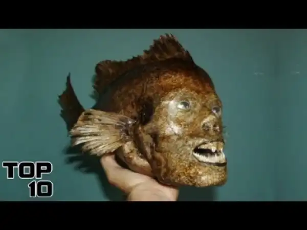 Video: Top 10 Animals Born With Human Faces